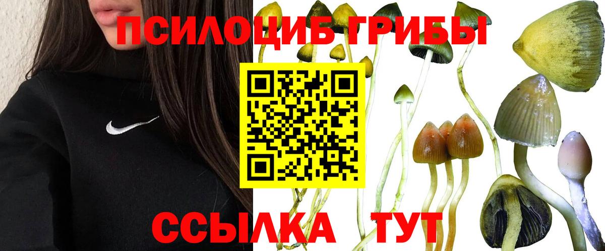 Галлюциногенные грибы Psilocybine cubensis Димитровград